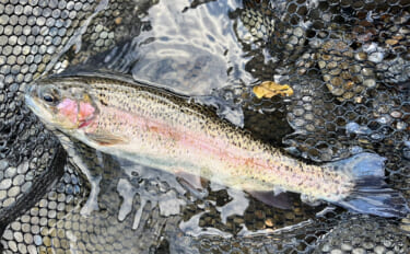 電車での管理釣り場釣行は小旅行気分？　フライフィッシングでニジマス25…