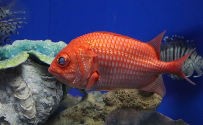 包丁よりも硬い石頭を持つサカナたち　調理法を選べば食味は抜群！