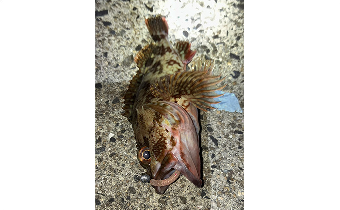 「イカ臭いワームでボウズ逃れ！」爆風ライトゲームでアジ不発もカサゴに癒される