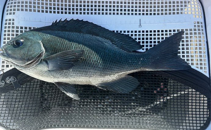 沖磯ウキフカセ釣りで口太グレ38cmをキャッチ【和歌山・潮場の長島】うねりをかわして攻略