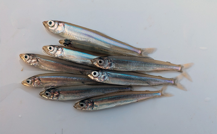 「今日は100匹釣るぞ」が現実に　入鹿池のワカサギ釣りで釣友が初束達成【愛知】