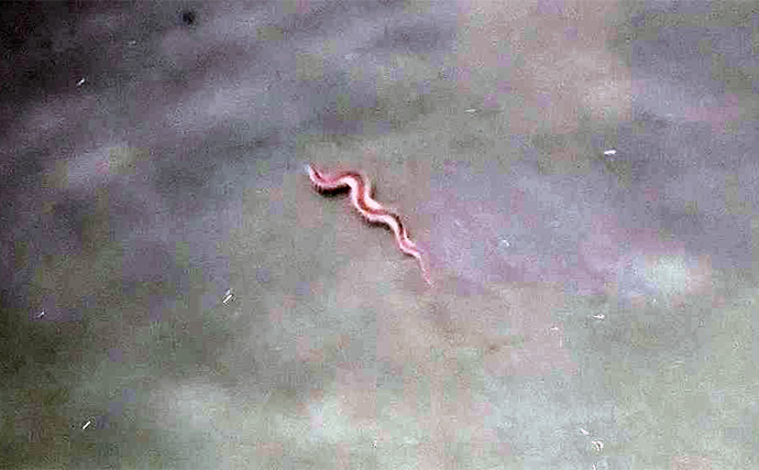 真冬の「ハゼパターン」でシーバス2尾キャッチ！ 数少ないチャンスに全集中