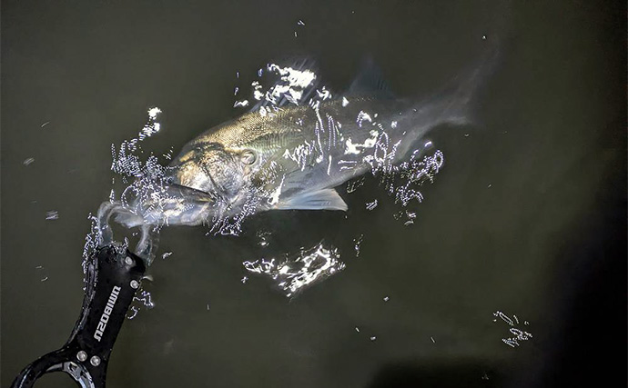 真冬の「ハゼパターン」でシーバス2尾キャッチ！ 数少ないチャンスに全集中