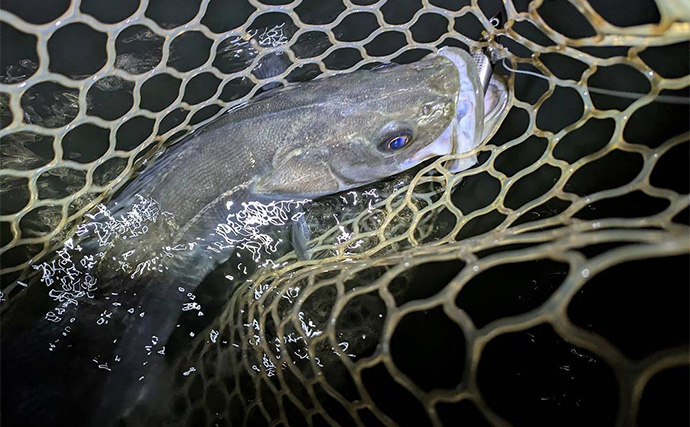 真冬の「ハゼパターン」でシーバス2尾キャッチ！ 数少ないチャンスに全集中