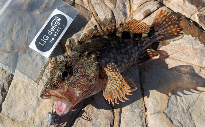 南紀のライトソルトゲームで新規開拓【和歌山】ガシラ主体にオオモンハタをキャッチ