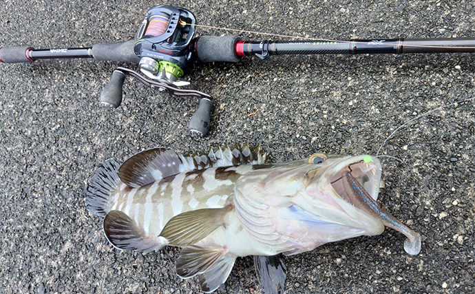 「贅沢すぎる釣り魚鍋になっちゃった！」 食材確保のロックゲームでクエにチャイロマルハタ手中