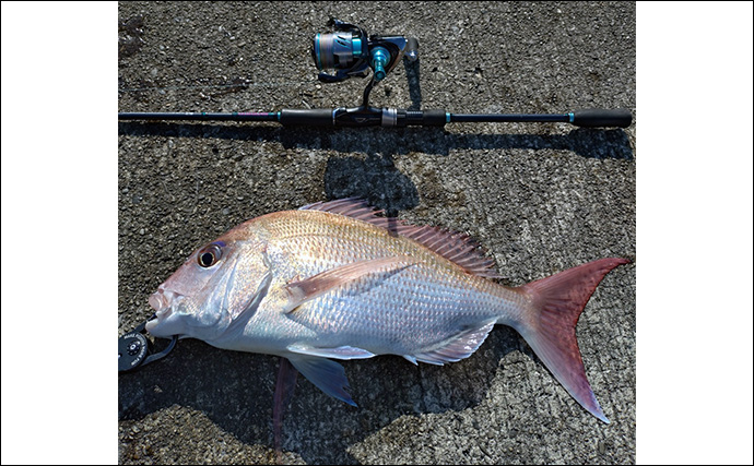 育児の隙間時間でエギングしたら想定外の大物がヒット！  52cm良型マダイが浮上
