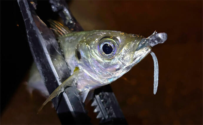 アジング＆メバリングにおける【パイロットリグの考え方と誘い方】