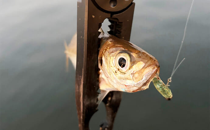 大阪南港フェリーターミナルでのアジング釣行で本命アジ5尾　今後は春の回遊待ちか？