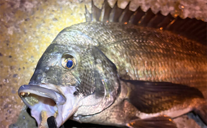 大阪湾奥アジング釣行で47cmチヌ好捕　本命アジは2時間半で6尾止まり