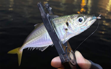 敢えてのイレギュラーアクションがアジに効く？ スレた時間にこそ試してみ…