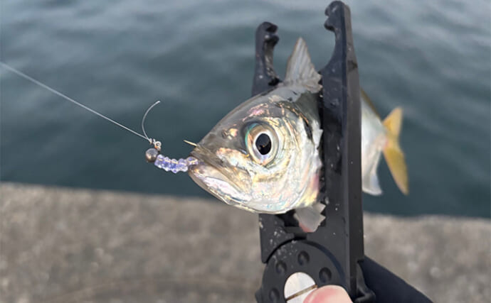 「居着きアジと回遊アジでは釣り方が違う！」 それぞれの特徴と釣り方を解説