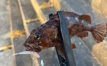 初心者がルアーでも釣りやすい魚ランキングTOP5　海のルアーフィッシン…