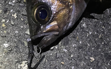 ライトゲームにおける潮止まり打開策　リグの小型＆軽量化が決め手か