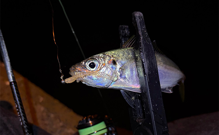 5年前と何が変わったの？」 アジングタックルの進化について考えてみた