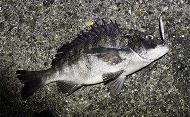 メバリング釣行でチヌが5連発！【大阪・泉大津】プラグルアーに好反応