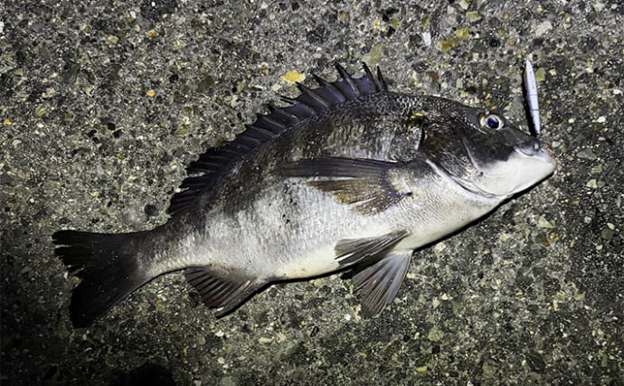 メバリング釣行でチヌが5連発！【大阪・泉大津】プラグルアーに好反応