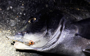 大阪湾メバリング釣行でチヌ（クロダイ）がフィーバー！　チニング入門に最…