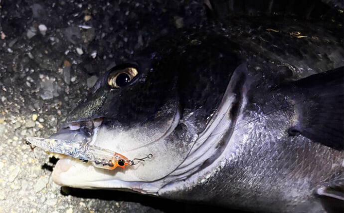 大阪湾メバリング釣行でチヌ（クロダイ）がフィーバー！　チニング入門に最適期か？