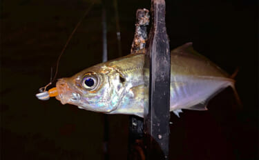 「アジはオレンジ色がお好き？」 大阪南港アジング釣行でアジ12尾をキャ…