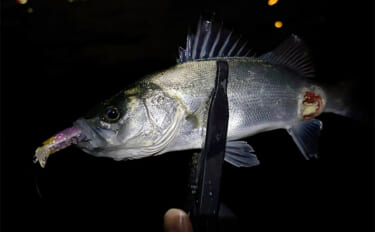 真冬の「極寒＆激渋」バイク釣行の味方は高性能インナーとセイゴ？【シーサ…