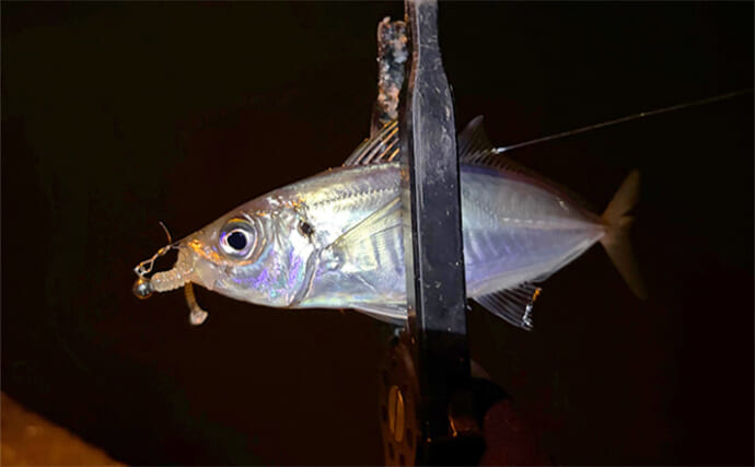 大阪南港フェリーターミナルでアジングが好調！ わずか20分間で「ツ抜け」達成