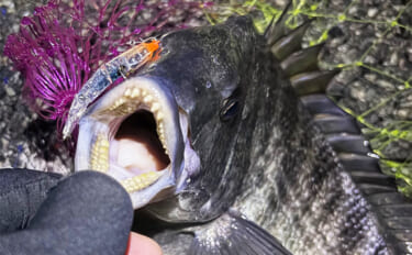 泉大津でのメバリングで本命不発も47cm頭にチヌ6尾と連発【大阪】