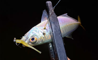 ルアーカラーの信じ過ぎにご注意を！ 「答え」ではなく「手段の一つ」と考…