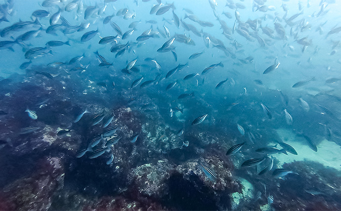 「海の中で出会ったヌシ魚に惚れた！」 磯で潜水してどんな魚がいるか調べてみた
