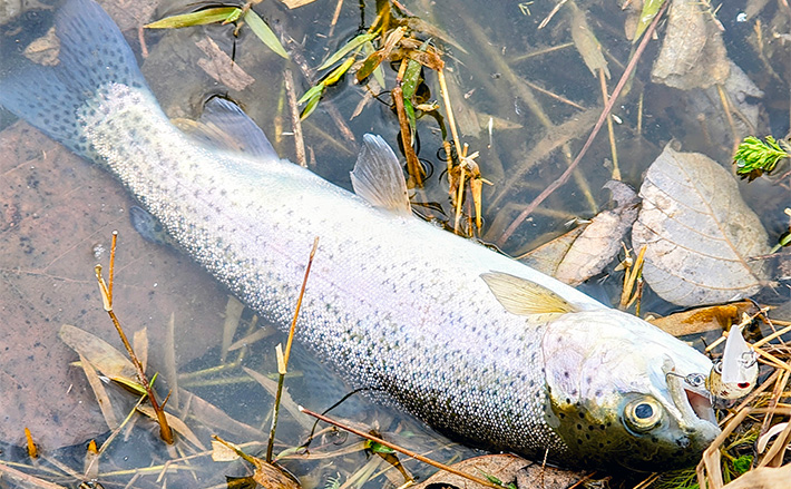 エリアトラウトシーズン本格化！」日本ラインマス釣り場で快適釣行を