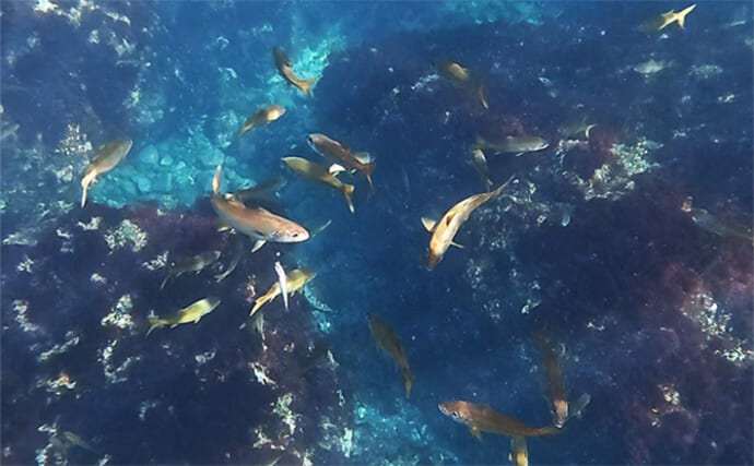 「これぞ最強タッグ！？」潜水＆釣りで魚を狙い撃ちしてみた　ムツ連打に成功