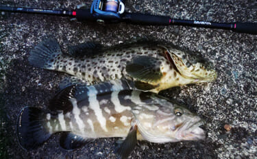 「贅沢すぎる釣り魚鍋になっちゃった！」 食材確保のロックゲームでクエに…