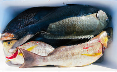 磯フカセ釣りで50cm級良型真鯛が連発！【大分】本命クロにイサキにオオ…