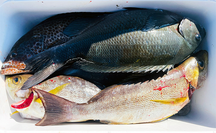 磯フカセ釣りで50cm級良型真鯛が連発！【大分】本命クロにイサキに