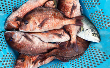 仲間と貸切で海上釣り堀を満喫【正徳丸】青物不発もマダイ・シマアジ・ヒラ…