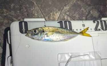 個人開催の良さがつまった「浜名湖アジング大会」ってどんな釣り大会？