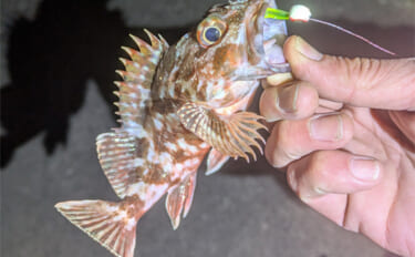 南紀のライトソルトゲームで新規開拓【和歌山】ガシラ主体にオオモンハタを…