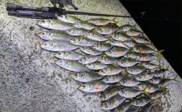 「ニューロッドでアジ連発！」 アジングで25cm筆頭に40匹超え【和歌…