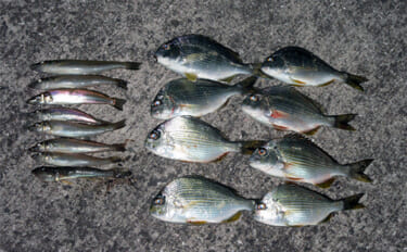 「冬はキス釣りオフシーズン」は間違い！　厳寒期の投げ釣りのポイントと楽…