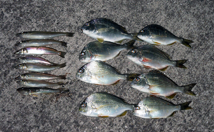 「冬はキス釣りオフシーズン」は間違い！　厳寒期の投げ釣りのポイントと楽しみ方を解説