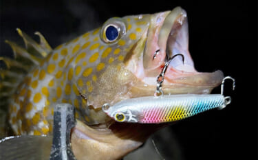 ルアーが付いたまま逃げた魚はその後どうなる？　掛かった場所によっても生…