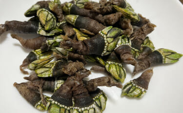 釣りで何も釣れなかった時の【カメノテ採取のススメ】　採り方・調理法・食…