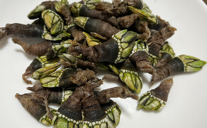 釣りで何も釣れなかった時の【カメノテ採取のススメ】　採り方・調理法・食べ方を紹介