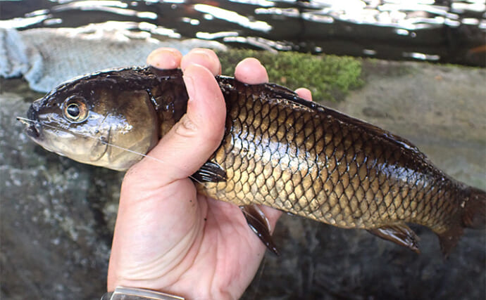 屋内釣り堀でコイのツ抜けに成功！【静岡】底釣りと宙釣りの使い分けがキモ？