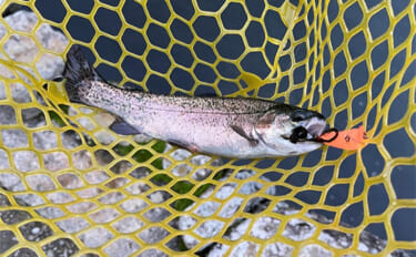 千早川マス釣り場でのエリアトラウト釣行【大阪】表層からボトムまでレンジ…