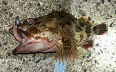 「イカ臭いワームでボウズ逃れ！」爆風ライトゲームでアジ不発もカサゴに癒…