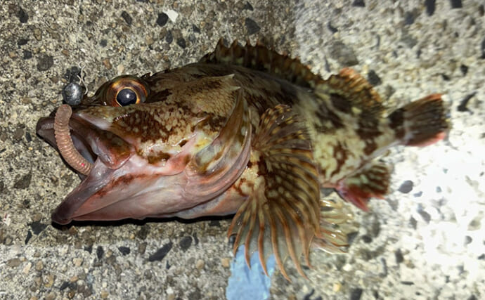 「イカ臭いワームでボウズ逃れ！」爆風ライトゲームでアジ不発もカサゴに癒される