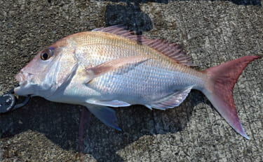 育児の隙間時間でエギングしたら想定外の大物がヒット！  52cm良型マ…