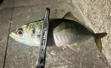 紀北エリアのアジング釣行で良型アジ好捕【和歌山】フロートとジグ単リグで…