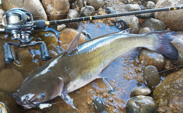 ルアーでアメリカナマズを狙ってみた【京都】自作ルアー不発も定番のバイブ…